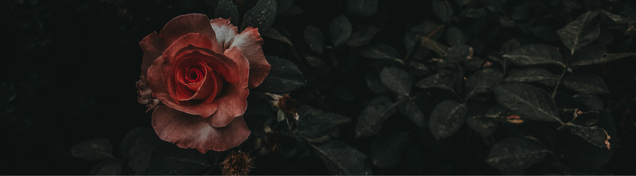 Say I Love You With Roses_roses-bouquet