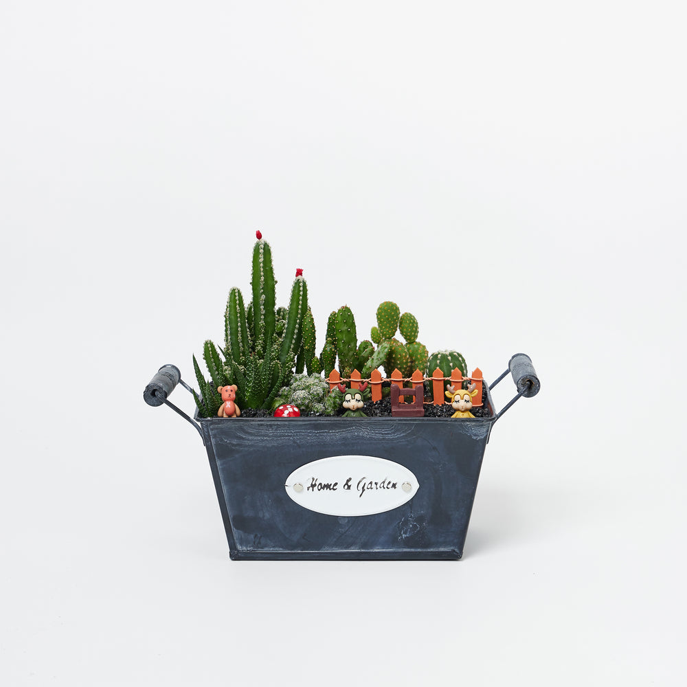 Potted Plants Delivery Order Indoor & Outdoor Plants Online