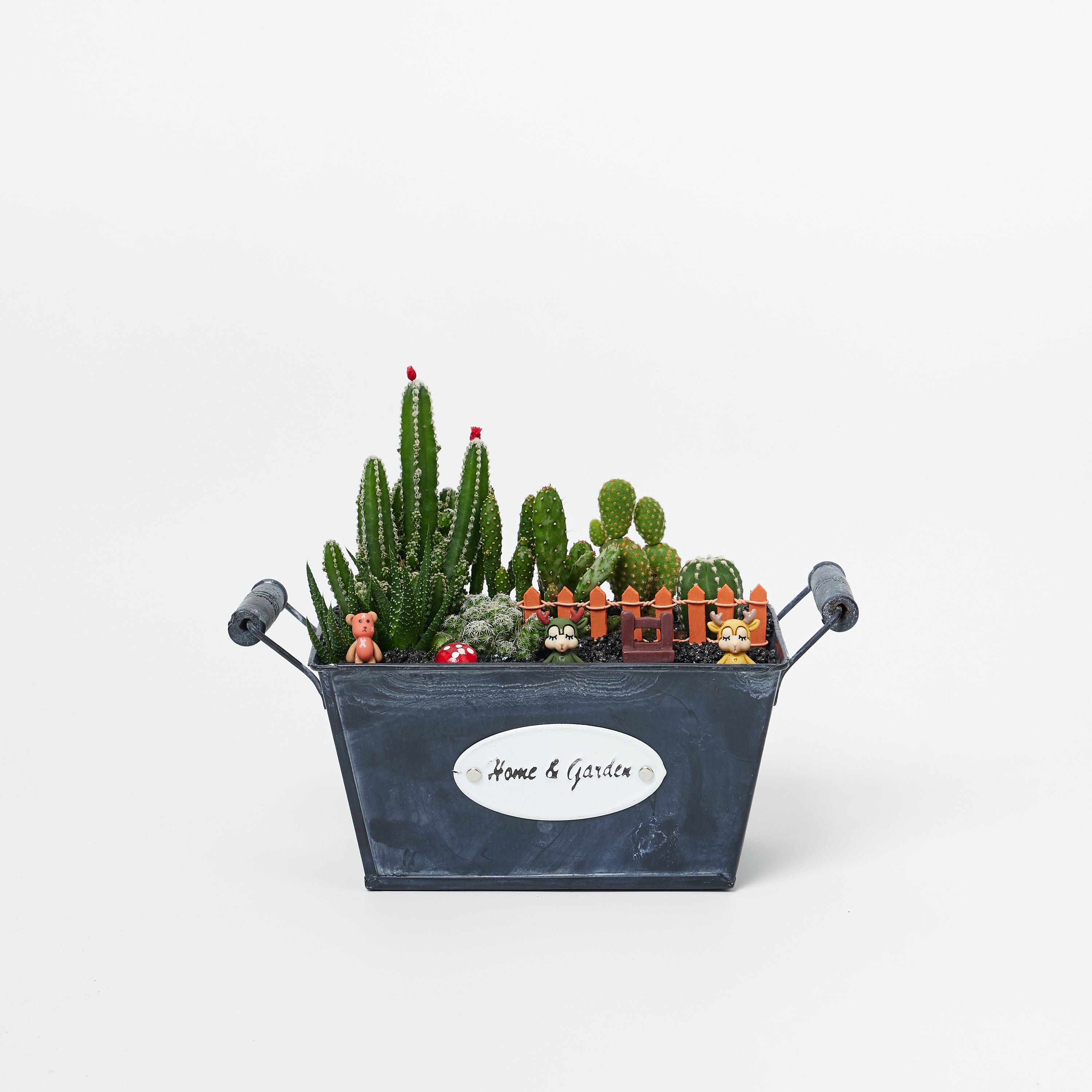 Potted Plants Delivery Order Indoor & Outdoor Plants Online