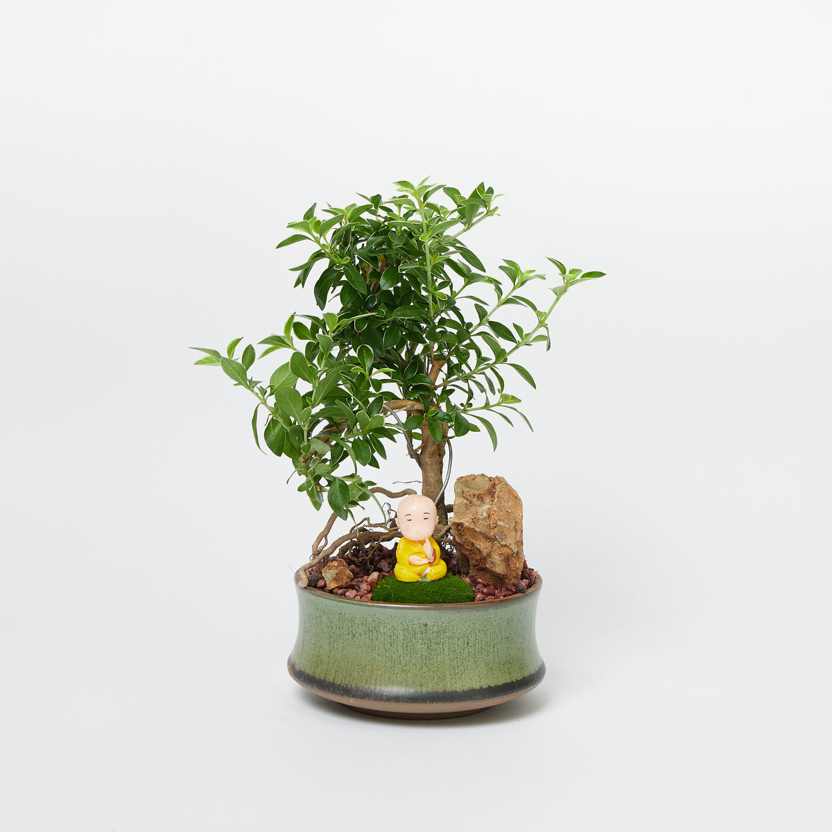 Potted Plants Delivery Order Indoor & Outdoor Plants Online