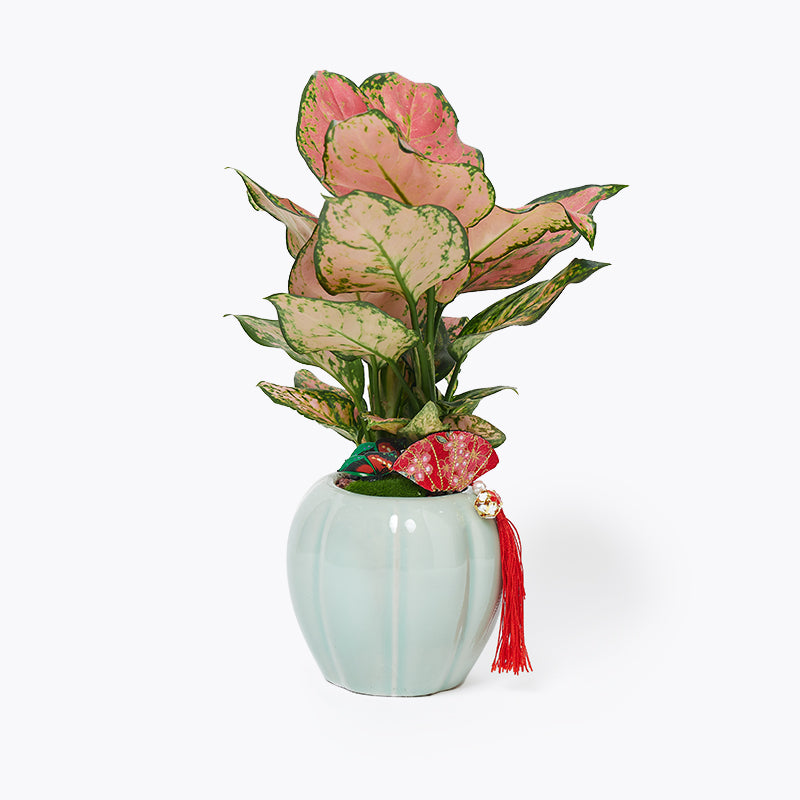 Potted Plants Delivery Order Indoor & Outdoor Plants Online